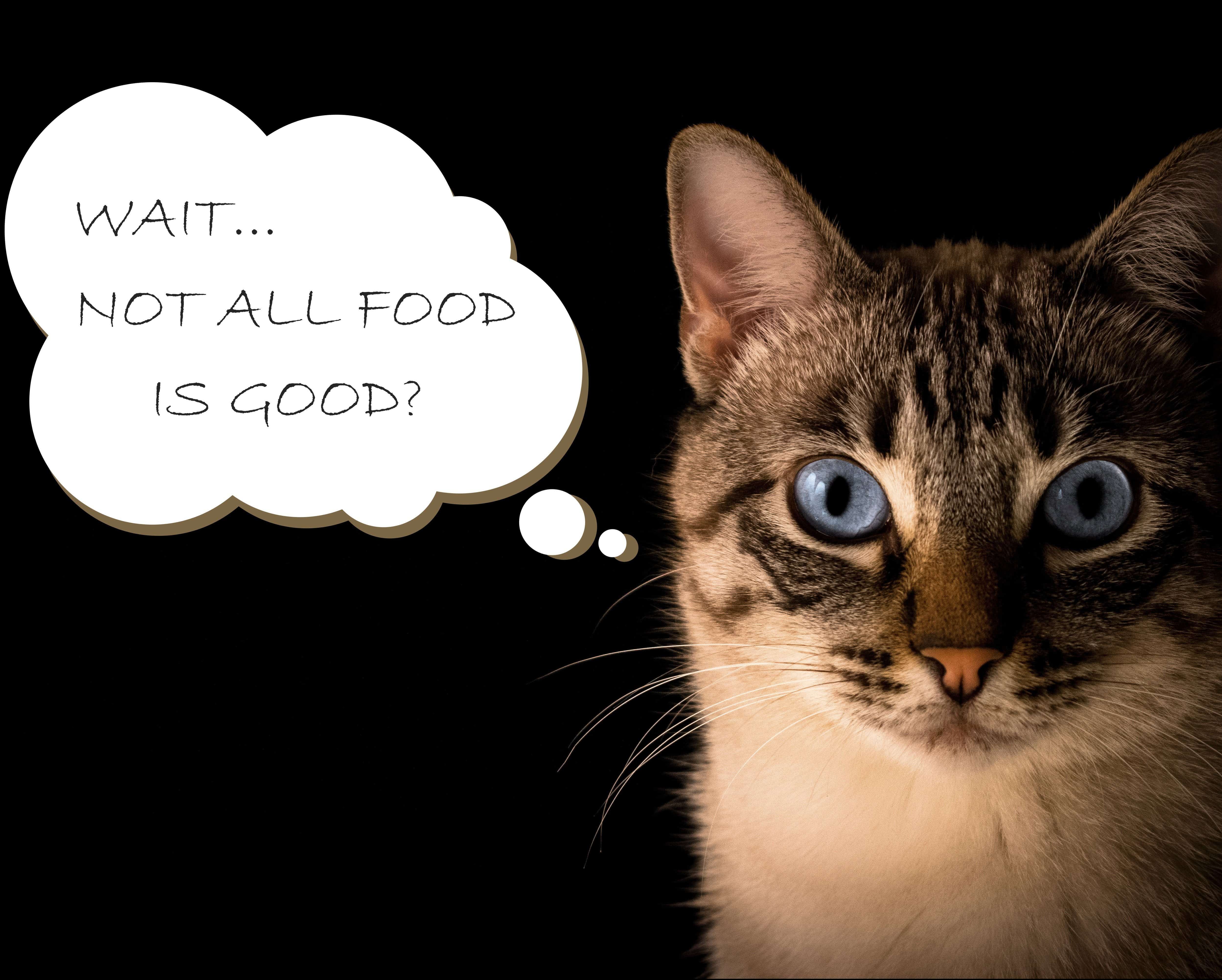7 Worst Cat Foods 2020 How To Choose A Quality Food