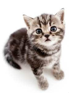 7 Best Kitten Foods - 2019 Guide & Reviews For Dry & Wet
