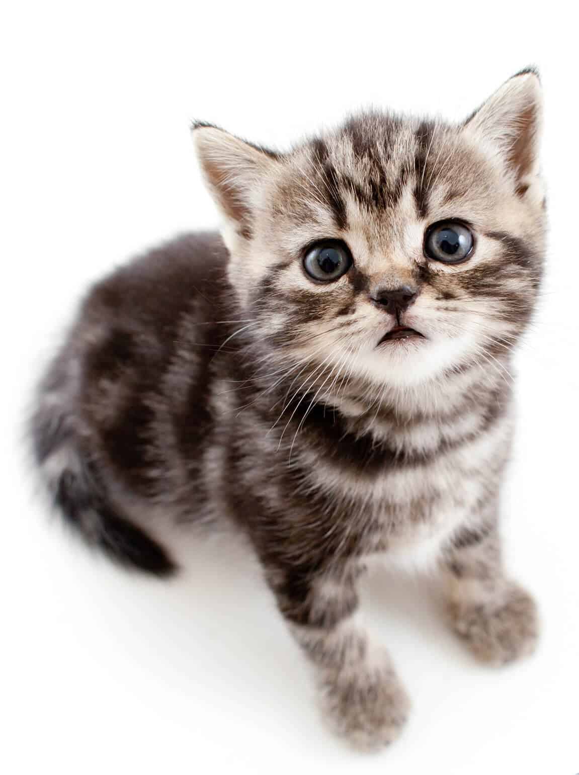 Top 500 Most Popular Female Cat Names 17 Top 500 Most Popular Female Cat Names 10