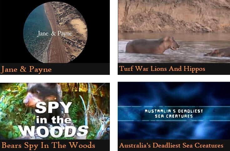 50 Netflix Shows & Documentaries For Animal Lovers