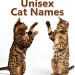 500 Best Unisex Cat Names That Are Cute, Cool & Totally Unique 500 Unisex Cat Names