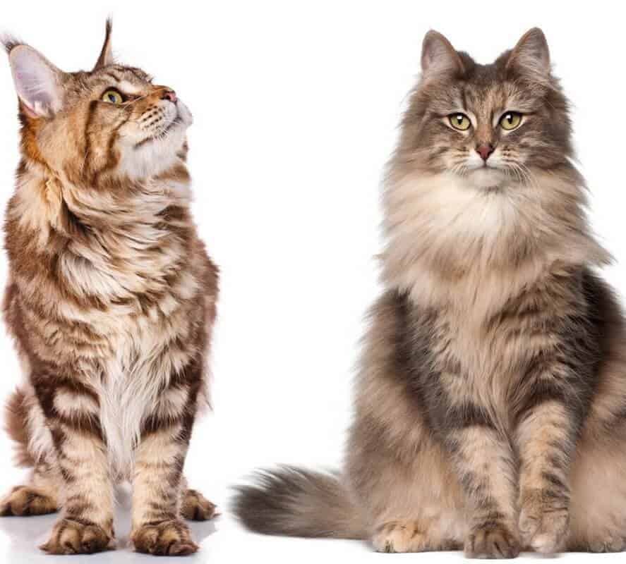 Norwegian Forest Cat Vs Maine Coon Which Is Bigger 