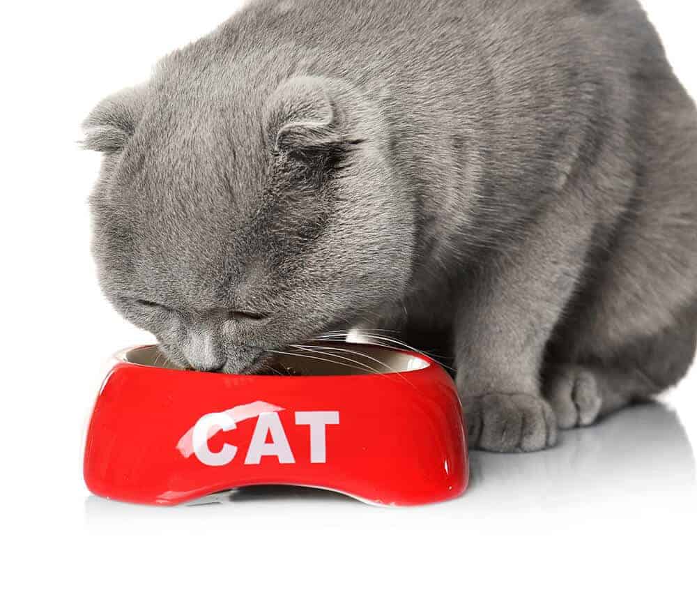 5-best-cat-food-for-hairballs-2020-guide-reviews