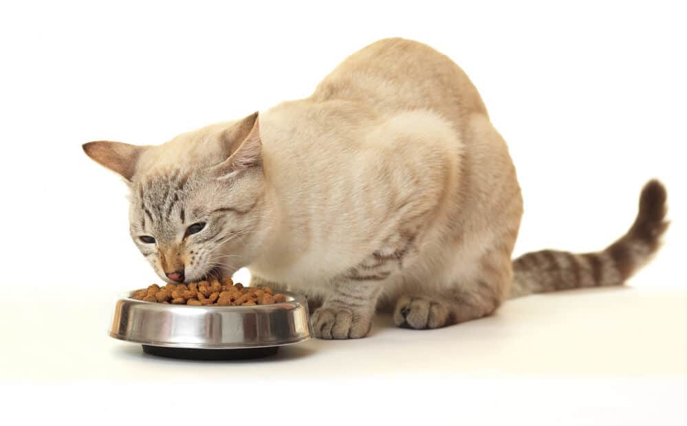 5 Best High Fiber Cat Foods (Good For Constipation) 2019 ...