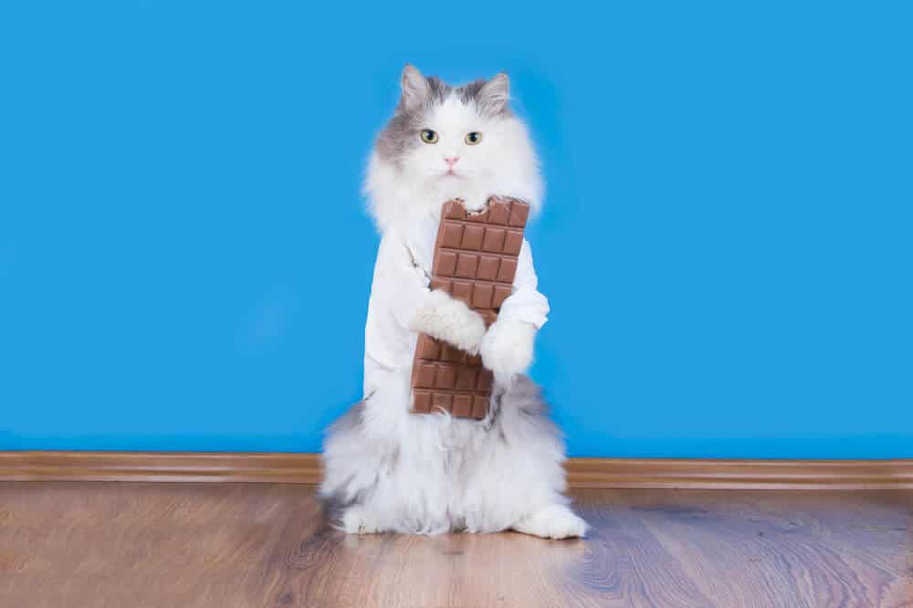 Learn What To Do If You Think Or Know Your Cat Ate Chocolate