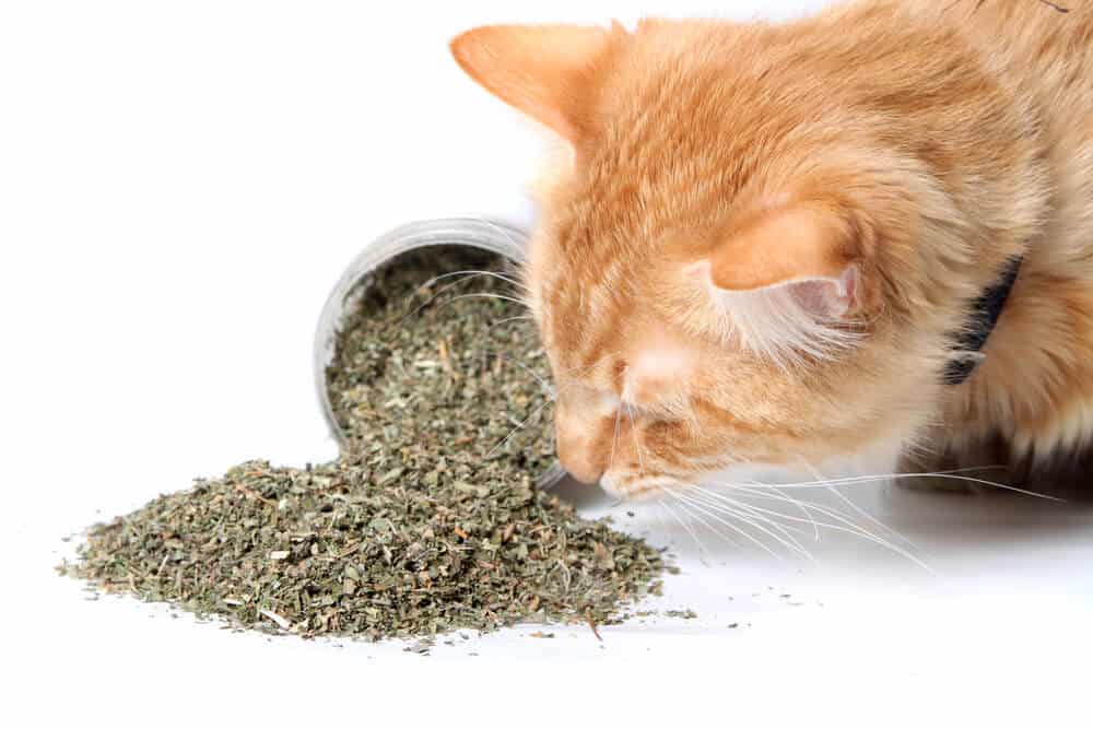 Can Cats Eat Catnip And Can Kittens Have It Is It Bad For Them 