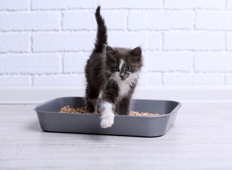 5 Best Litters For Kittens [2019 Buyer’s Guide & Reviews]