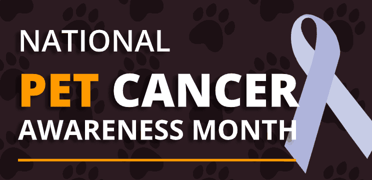 November Is A National Pet Cancer Awareness Month!