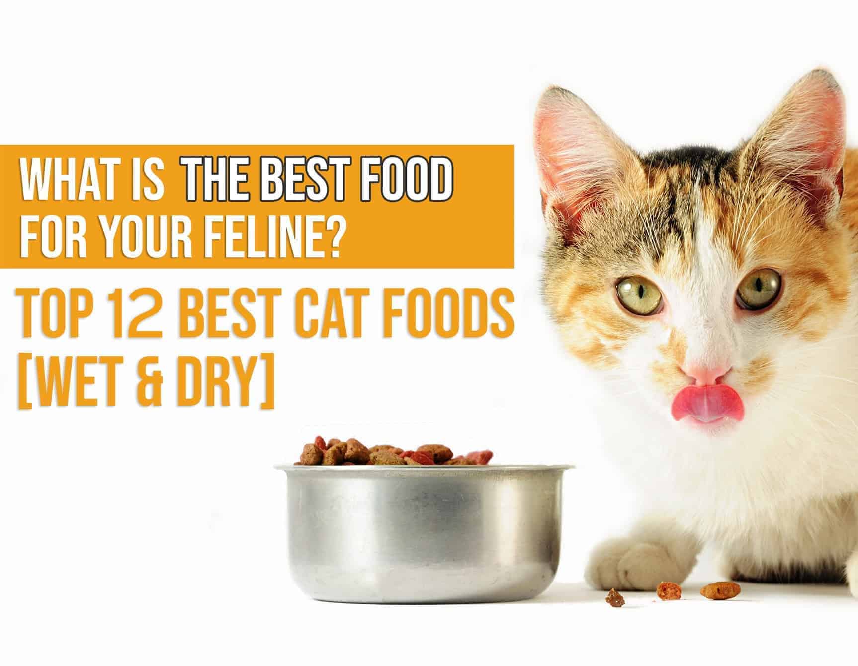 12 Best Cat Foods In 2020 Guide & Reviews Of Top Products