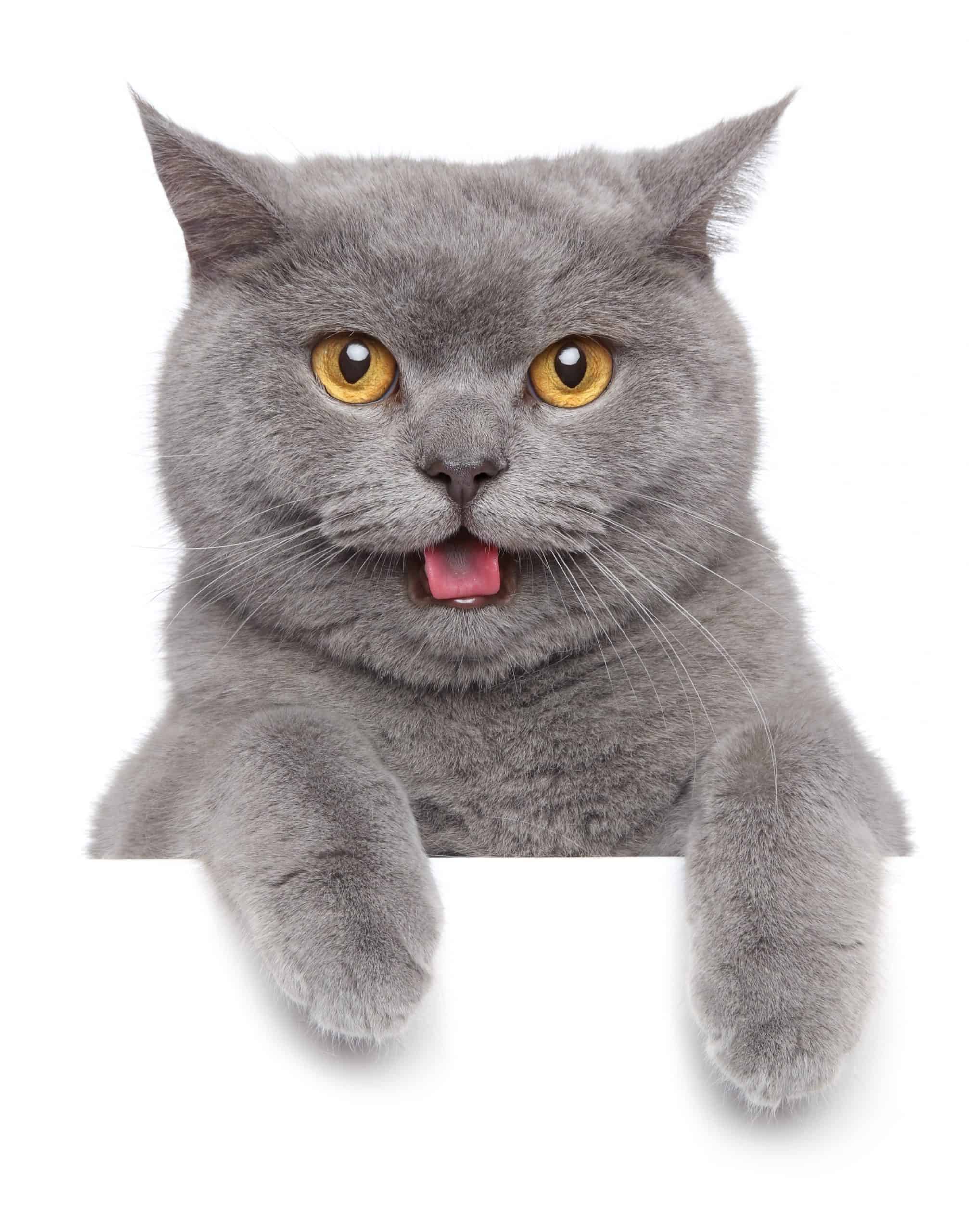 Top 500 Most Popular Female Cat Names 4 Cute Grey Cat