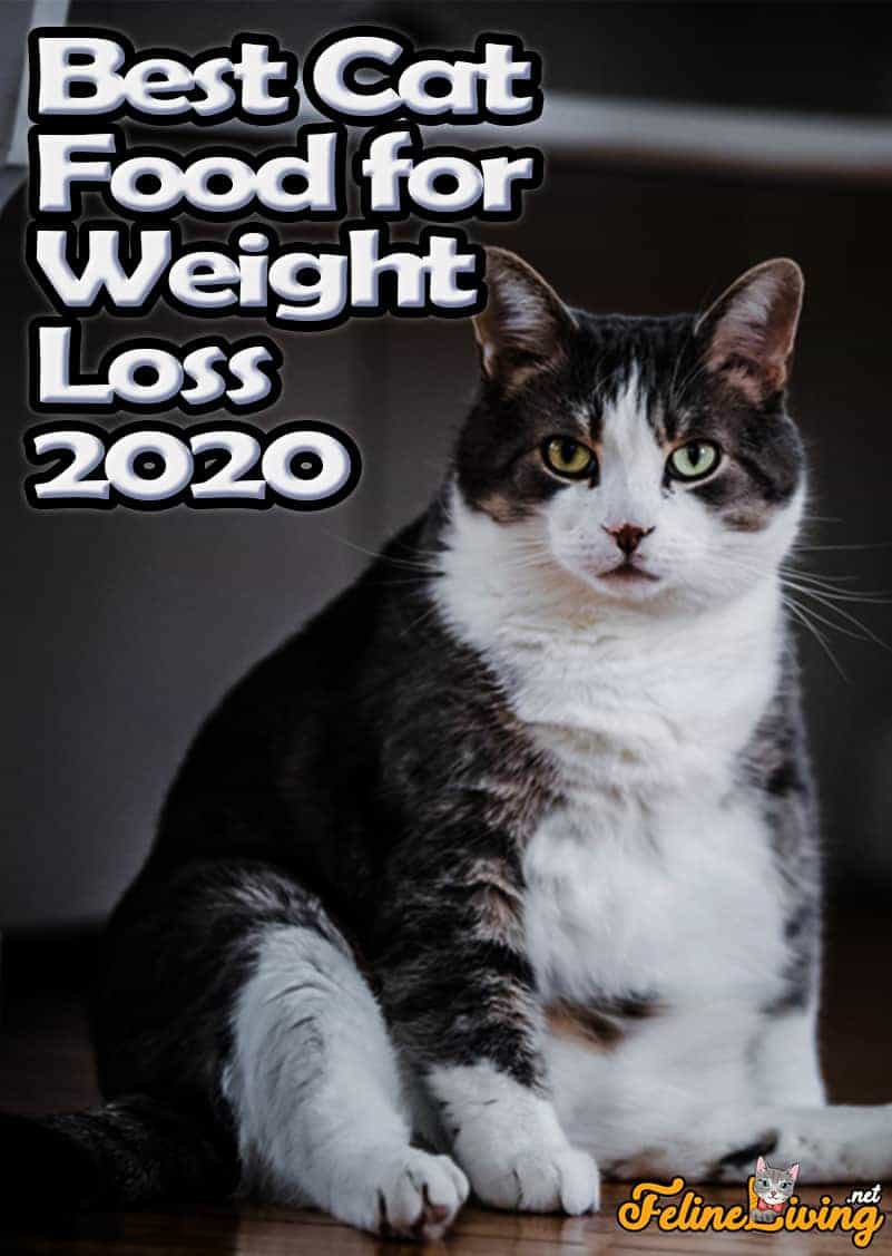 Best Cat Food for Weight Loss