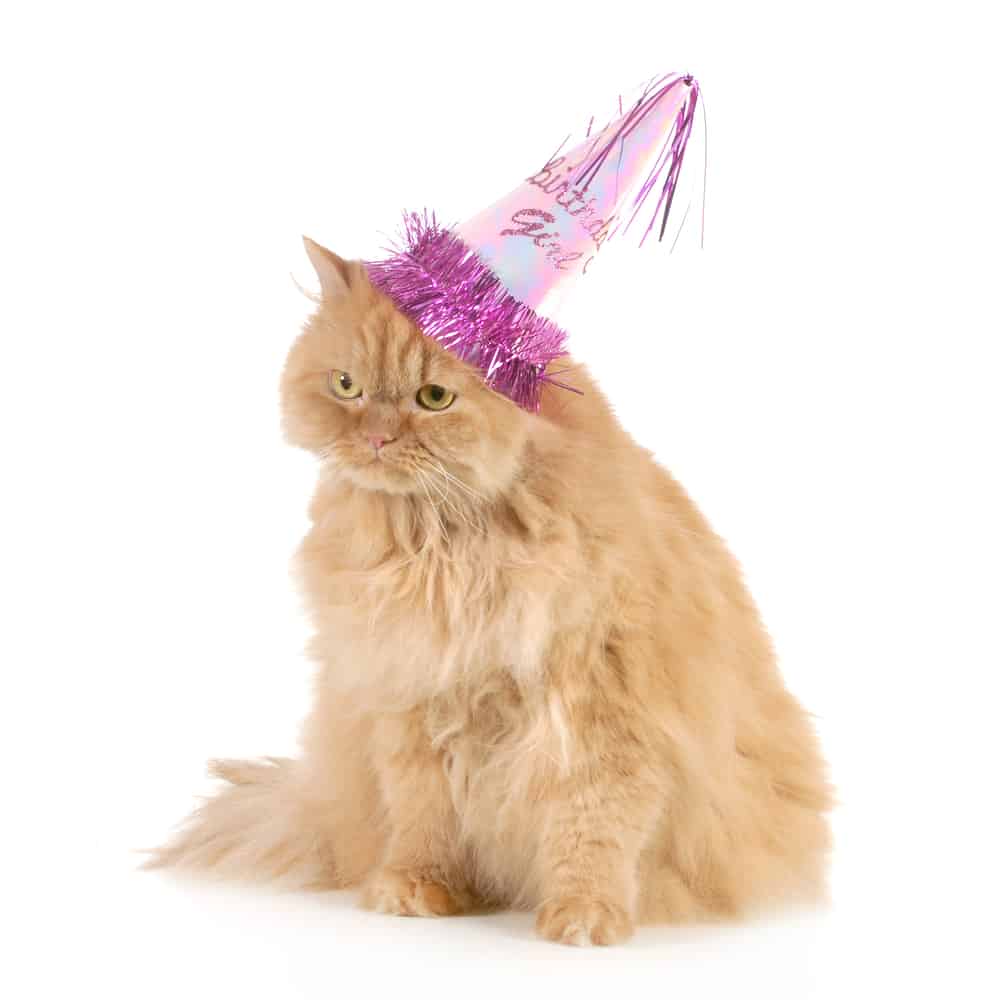 Top 500 Most Popular Female Cat Names 10 badass cat girl