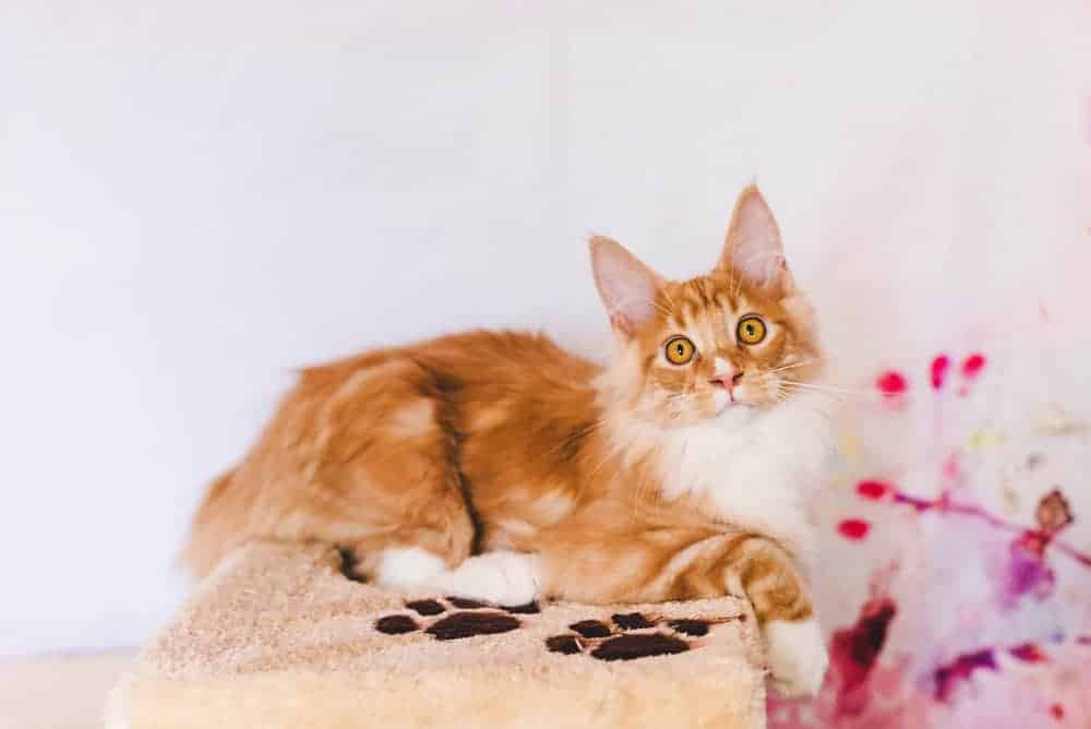 Top 500 Most Popular Female Cat Names 5 Red Tabby Maine Coon