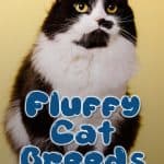 Fluffy Cat Breeds: 10 of the Most Popular Fluffy Cats in the World Fluffy Cat Breeds