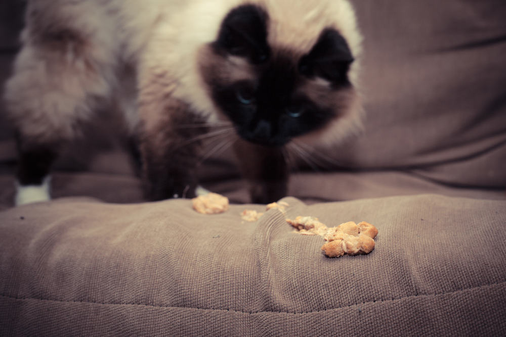 Cat Throwing Up Undigested Food