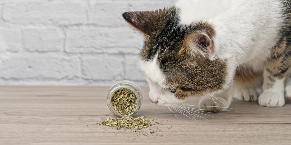 What Does Catnip Do to Cats